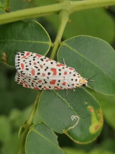 Crotalaria moth