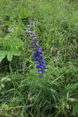 Delphinium schmalhausenii