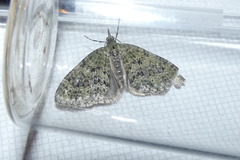 Acasis viretata