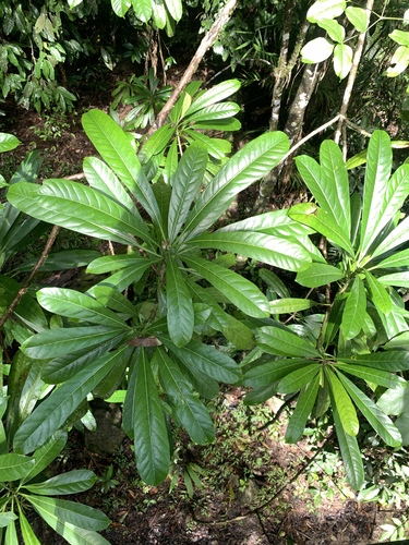 Image of Cerbera floribunda by (c) 呂一起(Lu i-chi), some rights reserved (CC BY)
