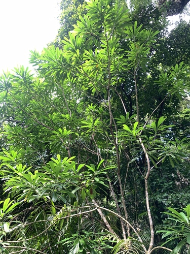 Image of Cerbera floribunda by (c) 呂一起(Lu i-chi), some rights reserved (CC BY)
