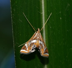 Margarosticha