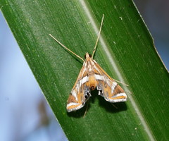 Margarosticha