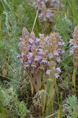 Phelipanche caesia