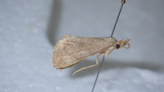 Pechipogo strigilata