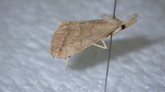 Pechipogo strigilata