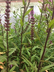 Stachys palustris