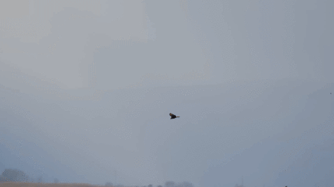 Eurasian Marsh Harrier