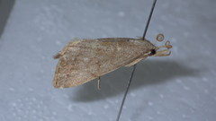 Pechipogo strigilata
