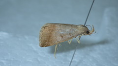 Zanclognatha lunalis