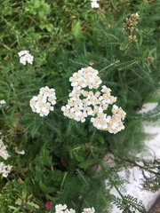 Achillea millefolium