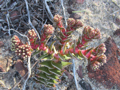 Crassula alpestris