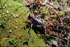 Deinacrida connectens