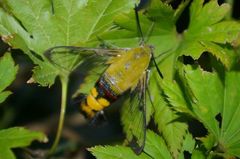 Cephonodes hylas hylas