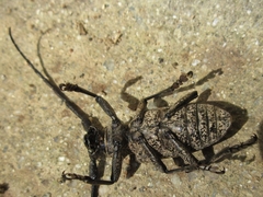 Lamiomimus gottschei