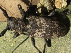 Lamiomimus gottschei