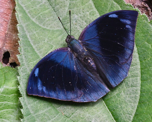 Leafwings