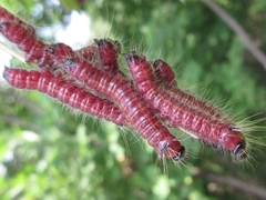 Phalera flavescens
