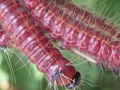 Phalera flavescens