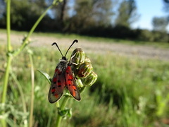 Zygaena rhadamanthus