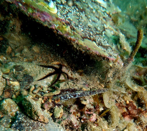 Clarkcoma canaliculata observed 2025-04-12