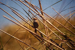 Poodytes punctatus vealeae