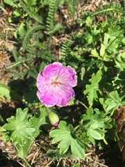 Geranium