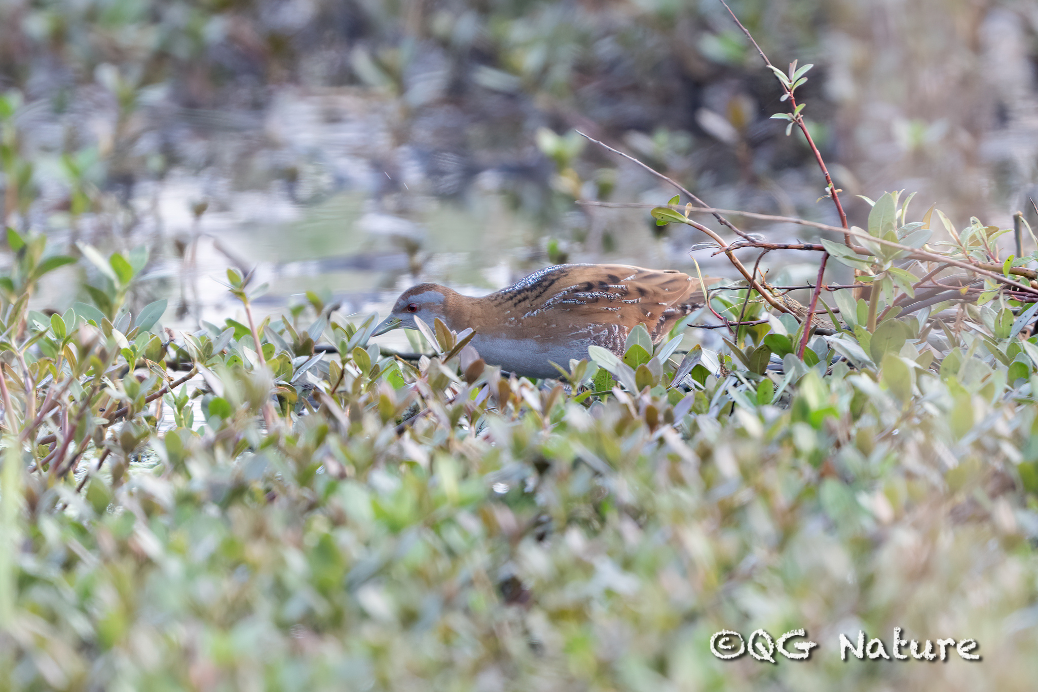 Baillon's Crake