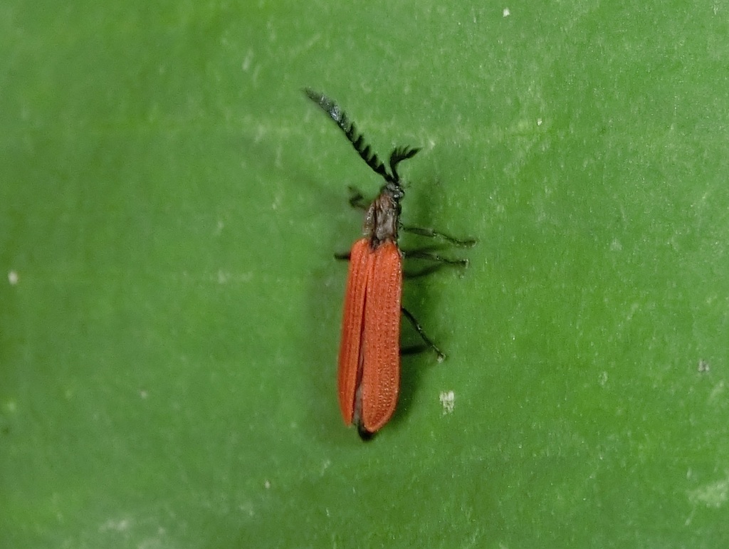 Lycil Insect Red-winged Lycid from 520台灣彰化縣田中鎮 on April 12, 2025 at 04:43 PM by ...