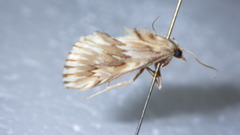 Cynaeda dentalis