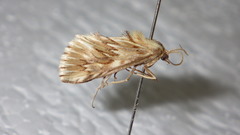 Cynaeda dentalis