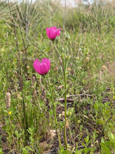 Image of Callirhoe scabriuscula by (c) Alix Kosmala, some rights reserved (CC BY)