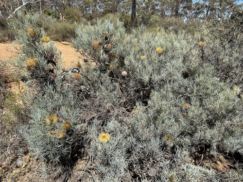 Image of Banksia sphaerocarpa by (c) Alan Bell, some rights reserved (CC BY)