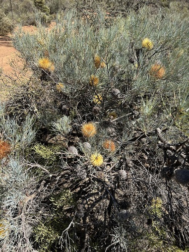Image of Banksia sphaerocarpa by (c) Alan Bell, some rights reserved (CC BY)