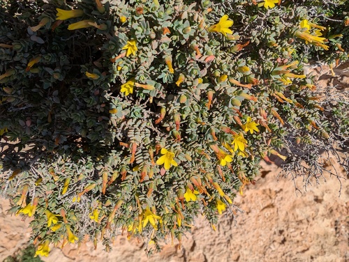 Egyptian Saint John's wort (Hypericum aegypticum)