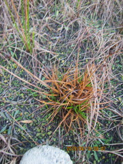 Juncus caespiticius