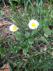Bellis perennis