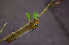 Daphnis nerii