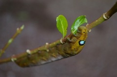 Daphnis nerii