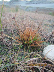 Juncus caespiticius