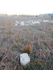 Juncus caespiticius