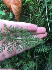 Achillea millefolium