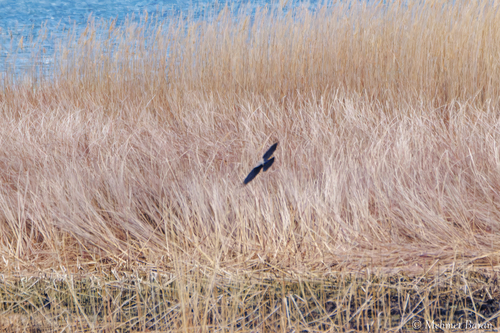 Hooded Crow
