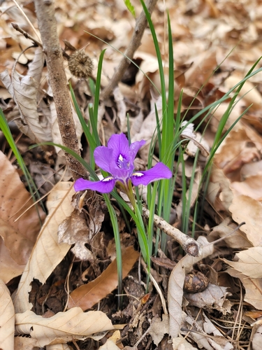 Iris rossii iNat (1)