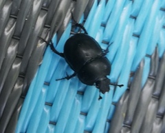 Trypocopris vernalis