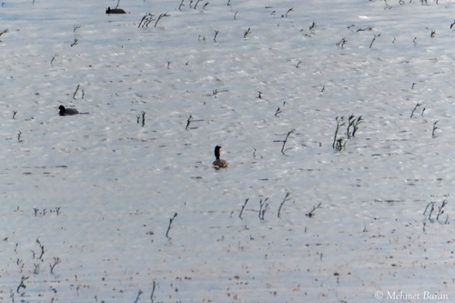 Great Crested Grebe