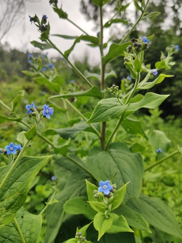 Green Alkanet