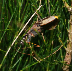 Pristhesancus chlamydatus