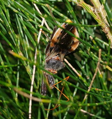 Pristhesancus chlamydatus