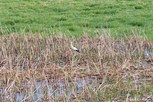 White Stork
